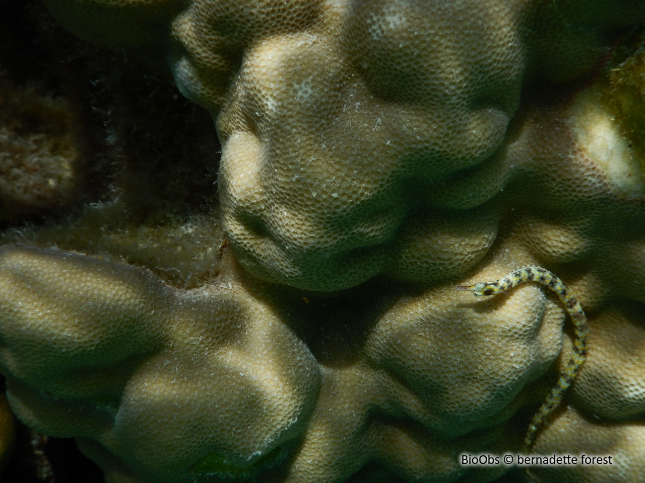 Corail-étoile lisse - Porites lobata - bernadette forest - BioObs