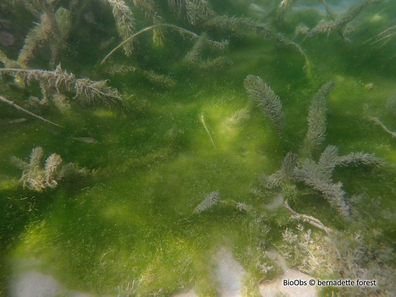 Spirogyre - Spirogyra sp. - bernadette forest - BioObs