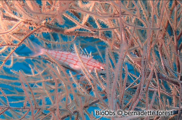 Poisson-faucon à long nez - Oxycirrhites typus - bernadette forest - BioObs