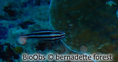 Apogon à rayures noires - Ostorhinchus nigrofasciatus - bernadette forest - BioObs
