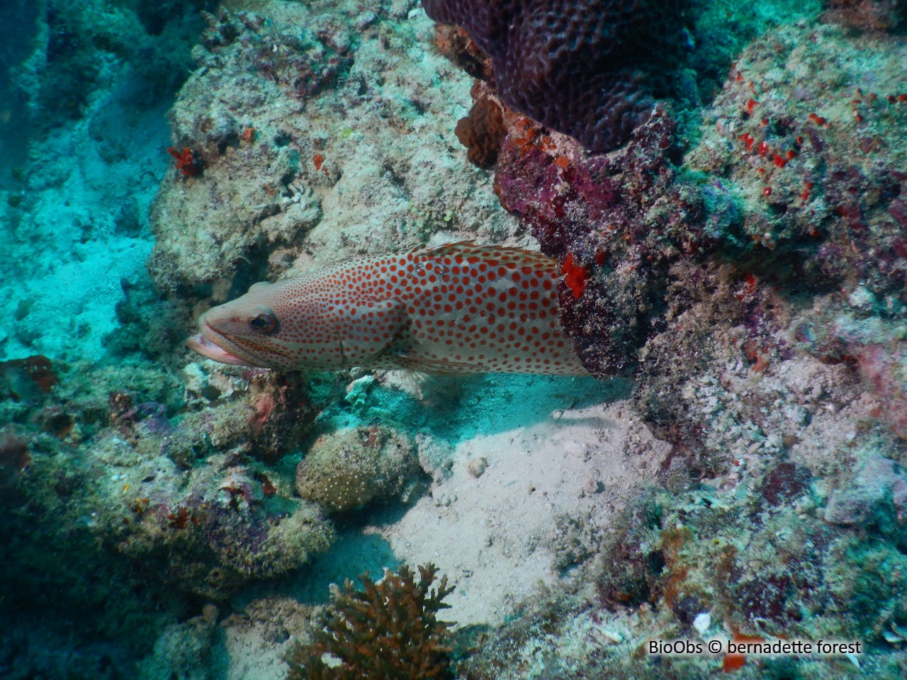 Mérou élégant - Anyperodon leucogrammicus - bernadette forest - BioObs