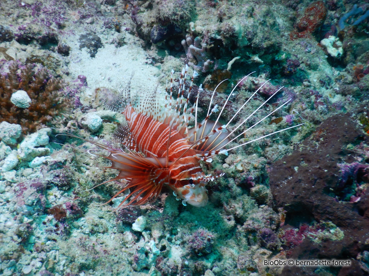 Poisson-scorpion rayonné - Pterois radiata - bernadette forest - BioObs