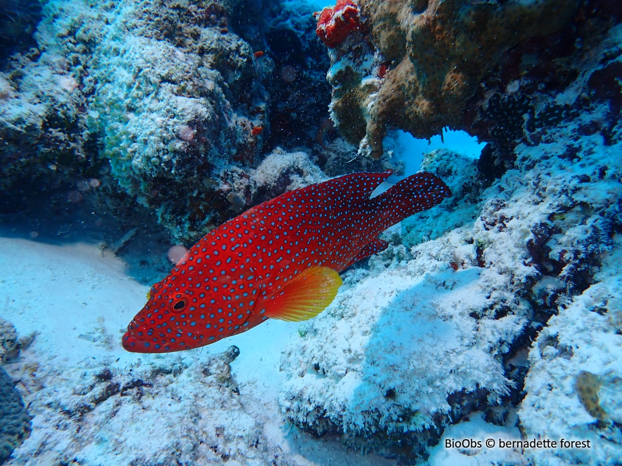 Mérou rouge - Cephalopholis miniata - bernadette forest - BioObs