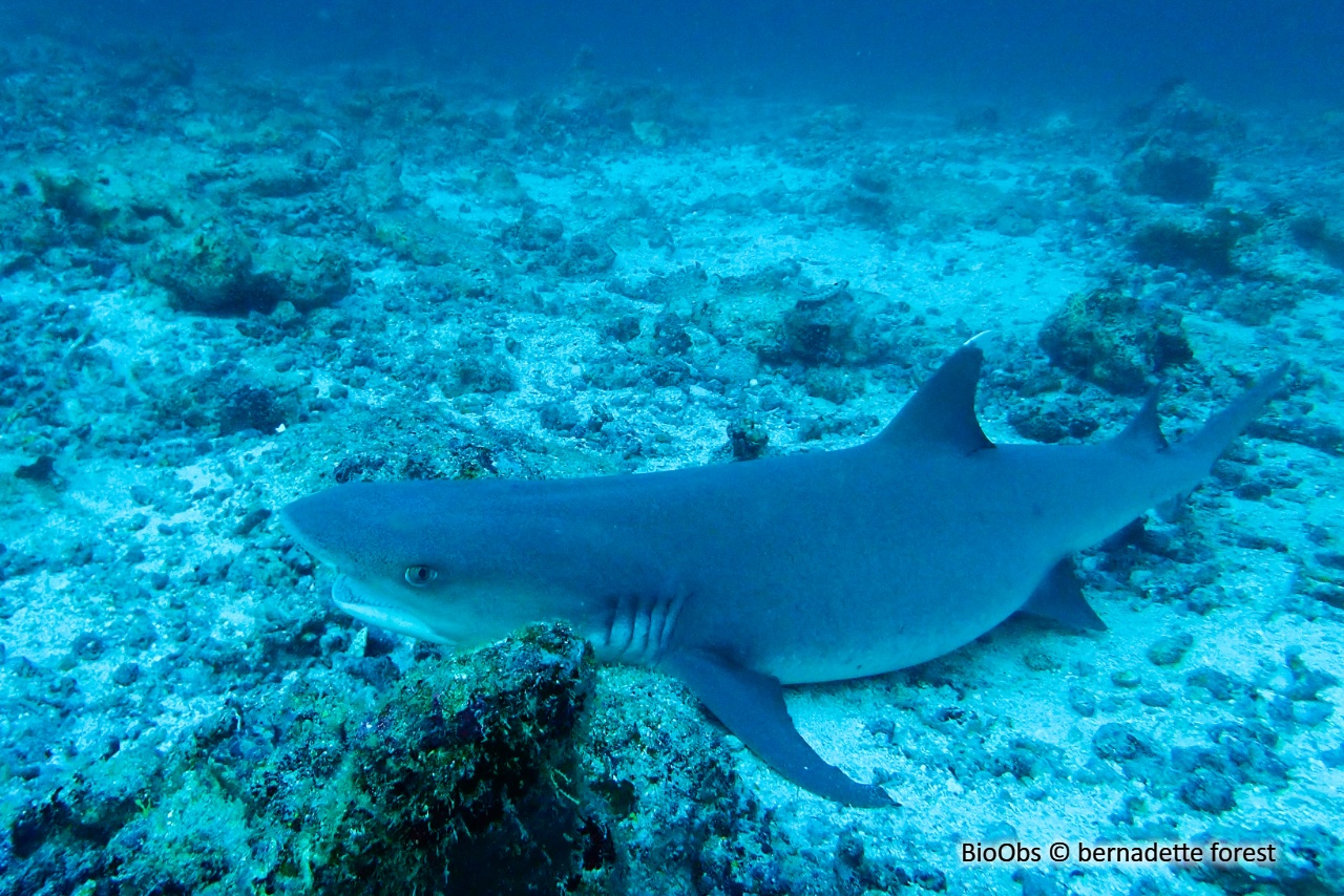 Requin-nourrice - Ginglymostoma cirratum - bernadette forest - BioObs