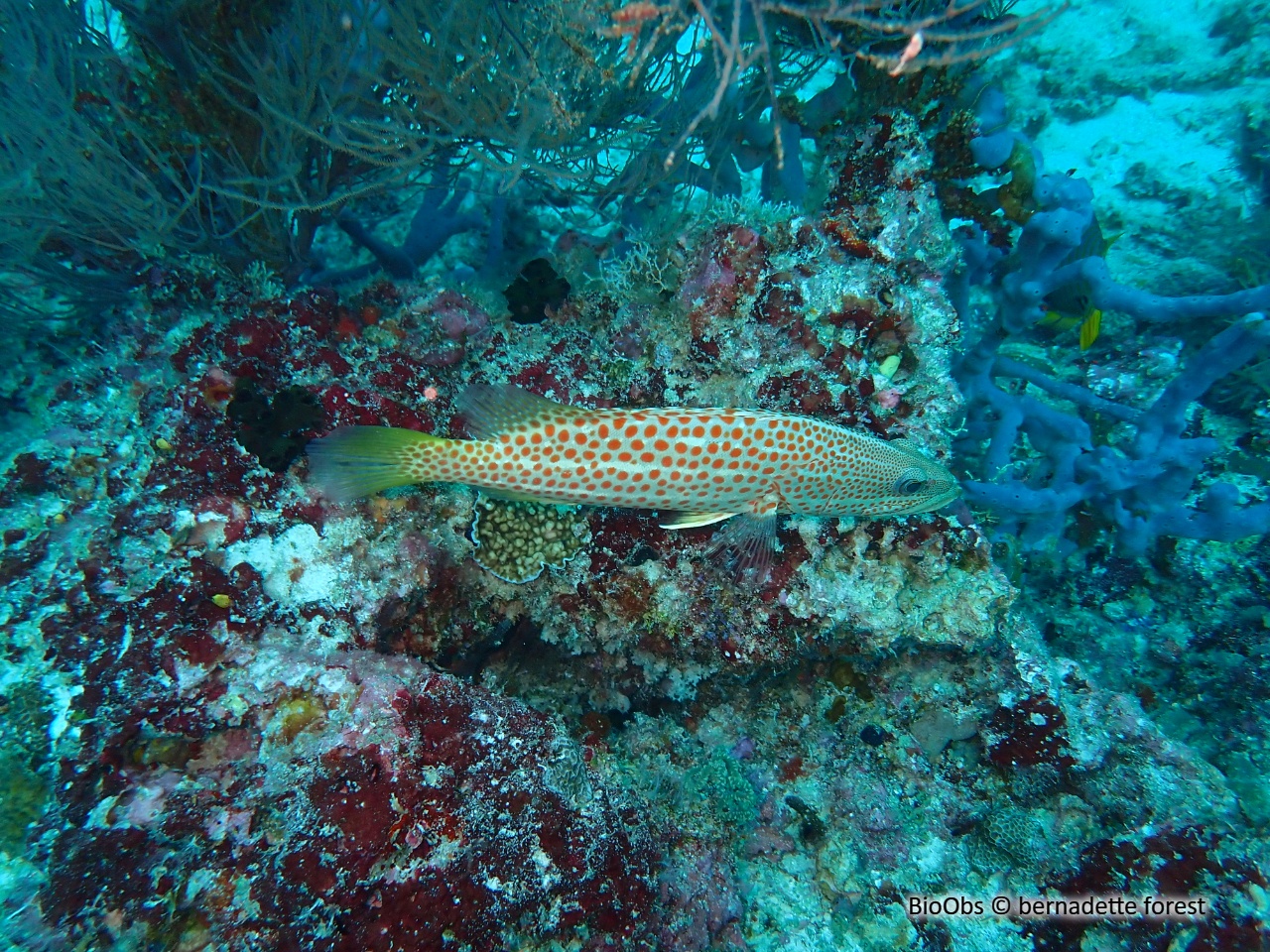 Mérou élégant - Anyperodon leucogrammicus - bernadette forest - BioObs