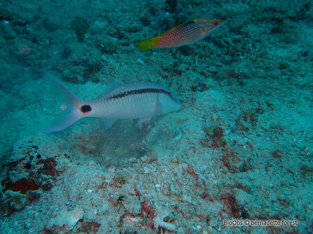 Rouget de Mer Rouge - Parupeneus forsskali - bernadette forest - BioObs