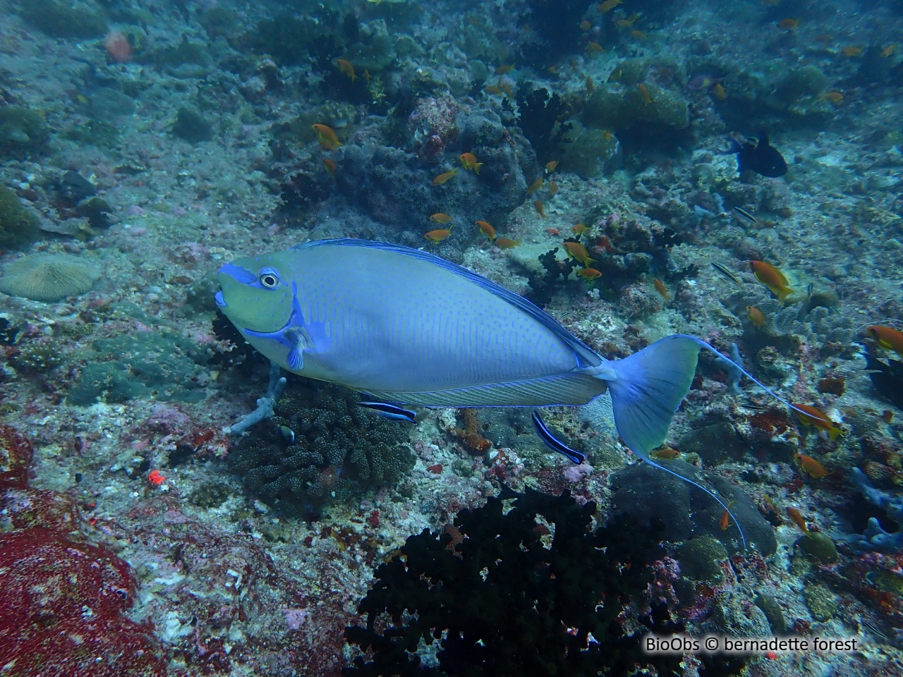 Perroquet grand bleu - Chlorurus strongylocephalus - bernadette forest - BioObs