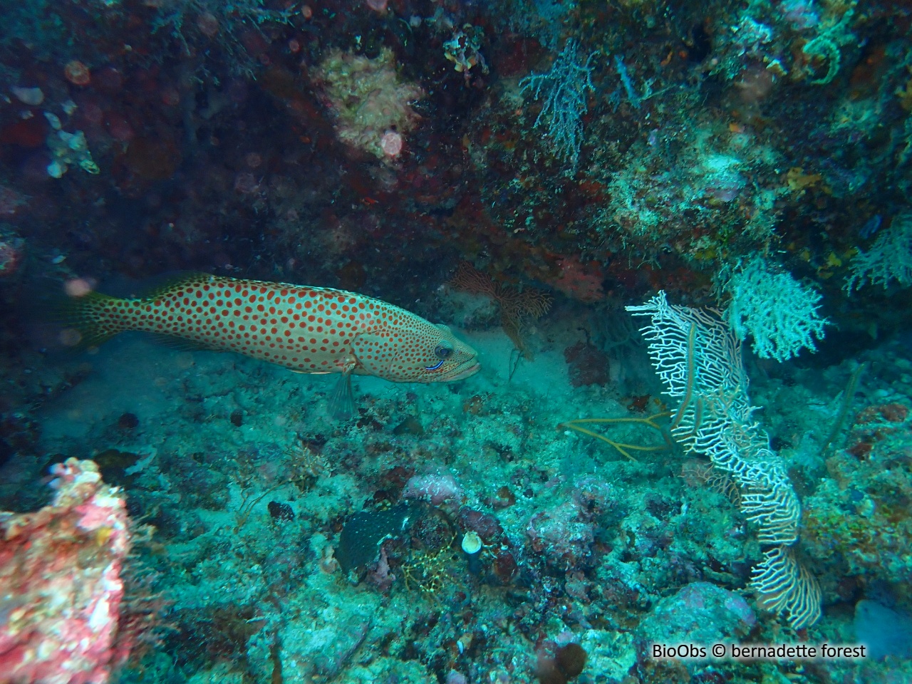 Mérou élégant - Anyperodon leucogrammicus - bernadette forest - BioObs