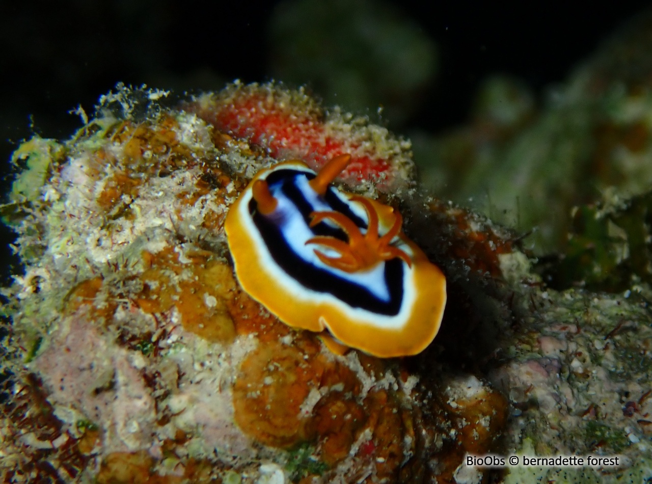Doris-pyjama - Chromodoris quadricolor - bernadette forest - BioObs