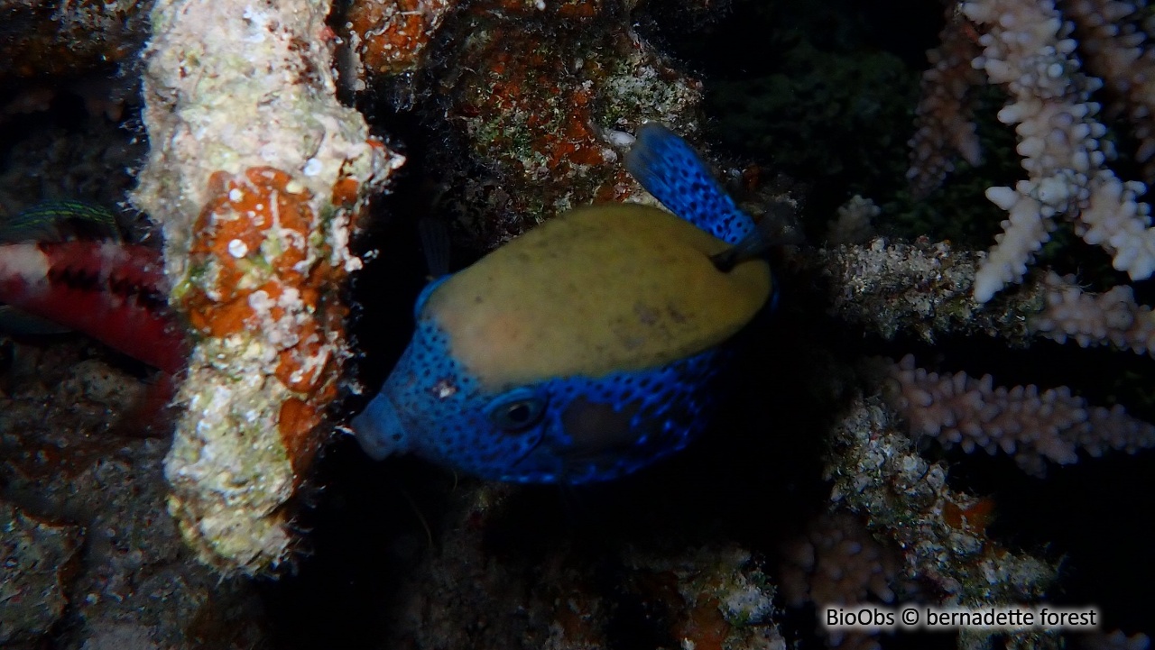 Poisson-coffre à points bleus - Ostracion cyanurus - bernadette forest - BioObs