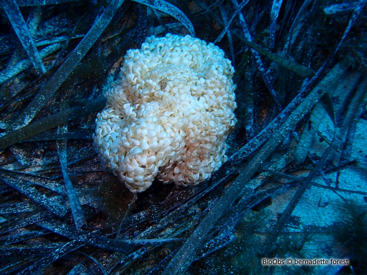 Rocher fascié ponte - Hexaplex sp - bernadette forest - BioObs