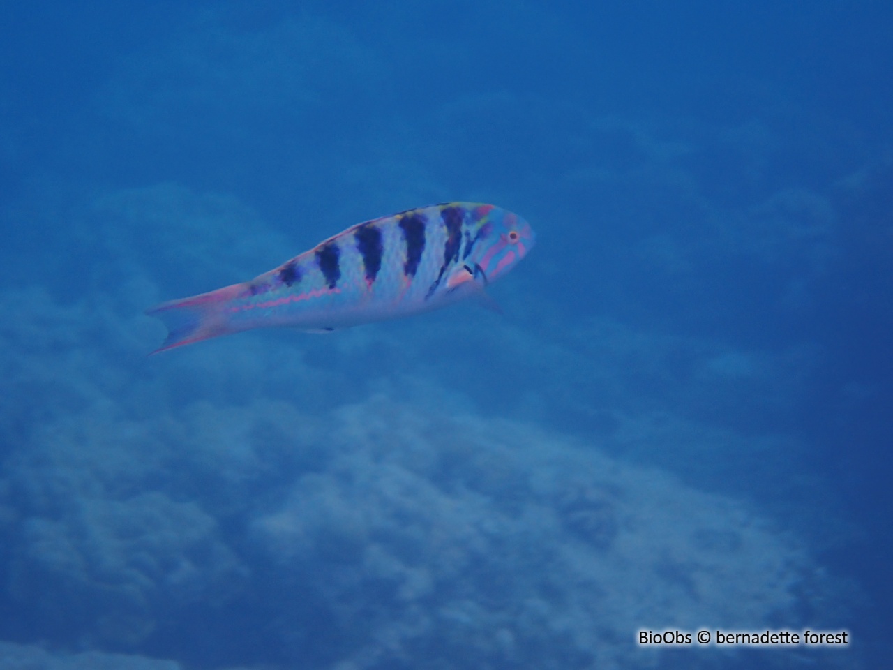 Girelle-paon à taches d'encre - Thalassoma hardwicke - bernadette forest - BioObs