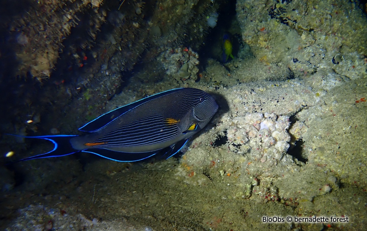 Chirurgien zébré - Acanthurus sohal - bernadette forest - BioObs