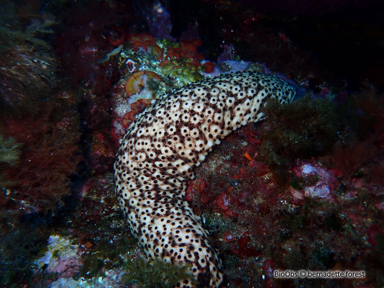 Concombre cracheur marron - Holothuria (Platyperona) sanctori - bernadette forest - BioObs