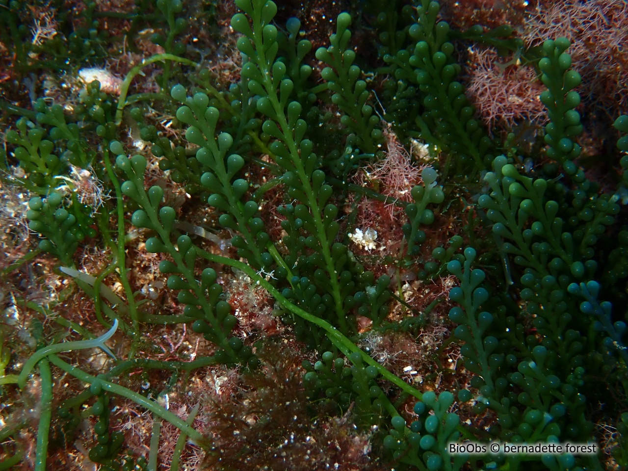 Caulerpe cylindracée - Caulerpa cylindracea - bernadette forest - BioObs