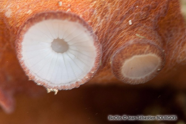 Poulpe commun - Octopus vulgaris - Jean-Sébastien BOURGOIS - BioObs