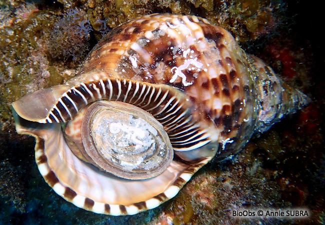 Triton dentelé - Charonia variegata - Annie SUBRA - BioObs