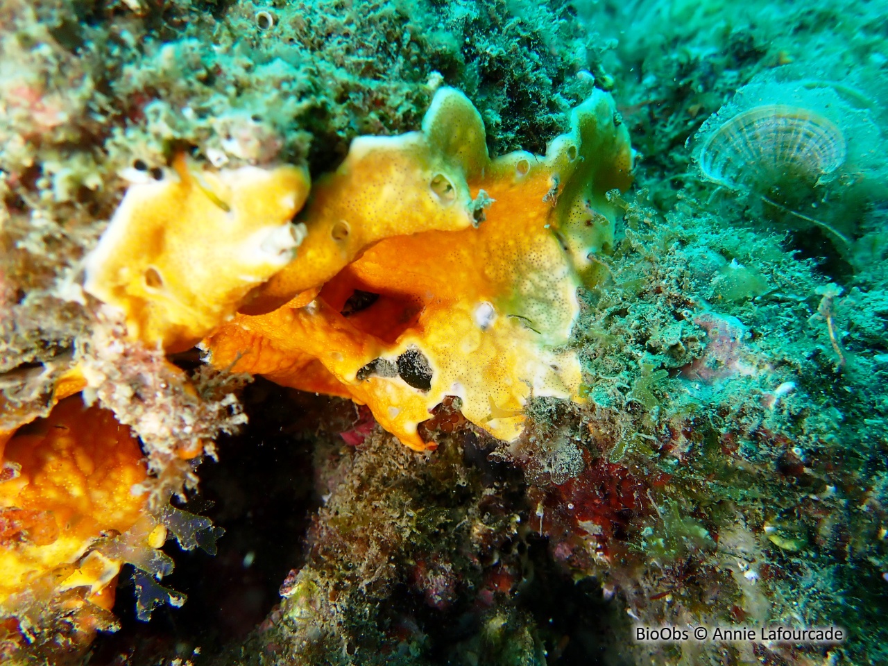 Didemne jaune - Polysyncraton bilobatum - Annie Lafourcade - BioObs