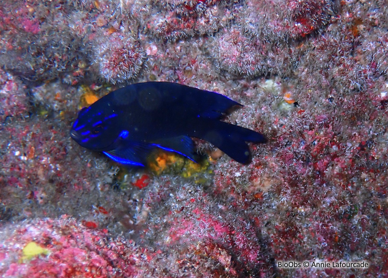 Demoiselle bleue - Abudefduf luridus - Annie Lafourcade - BioObs