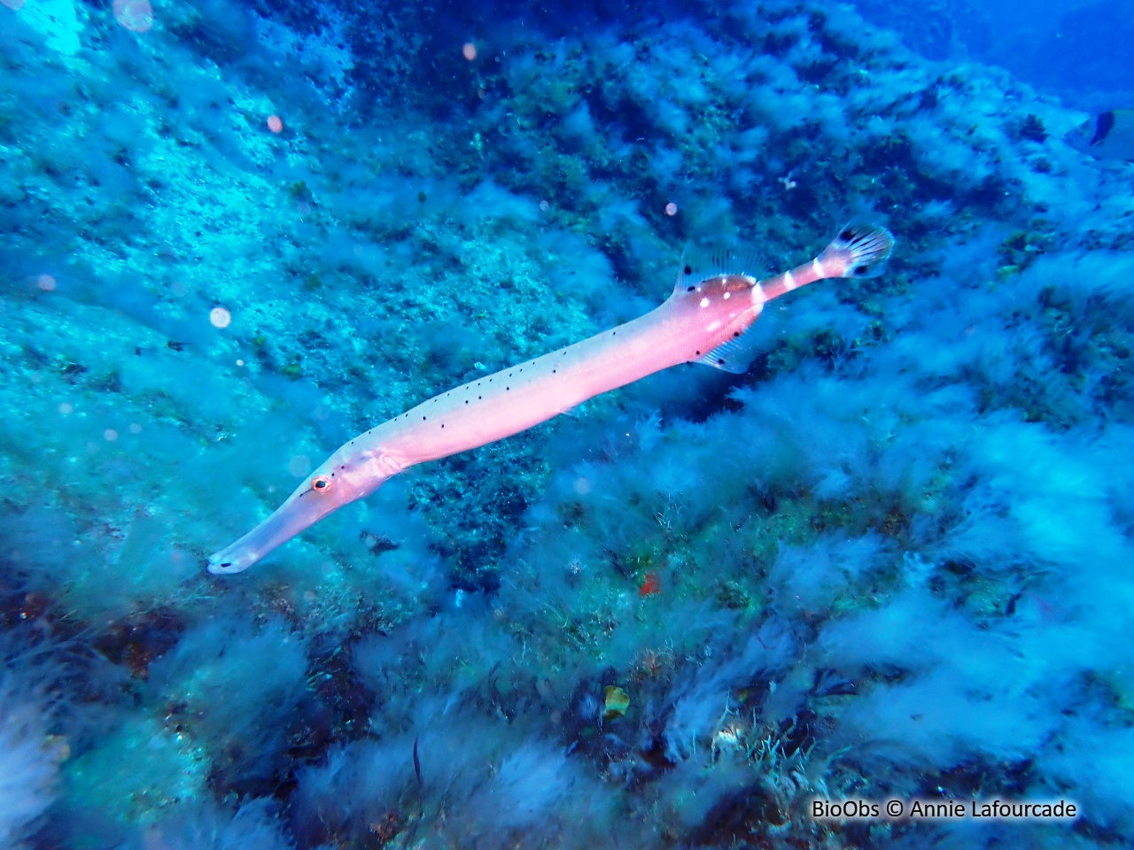 Poisson trompette de l'atlantique - Aulostomus strigosus - Annie Lafourcade - BioObs