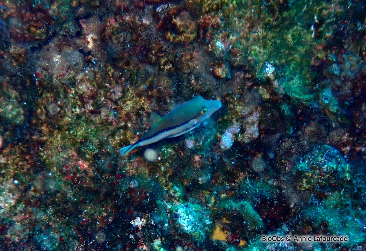 Poisson coffre nez pointu - Canthigaster capistrata - Annie Lafourcade - BioObs