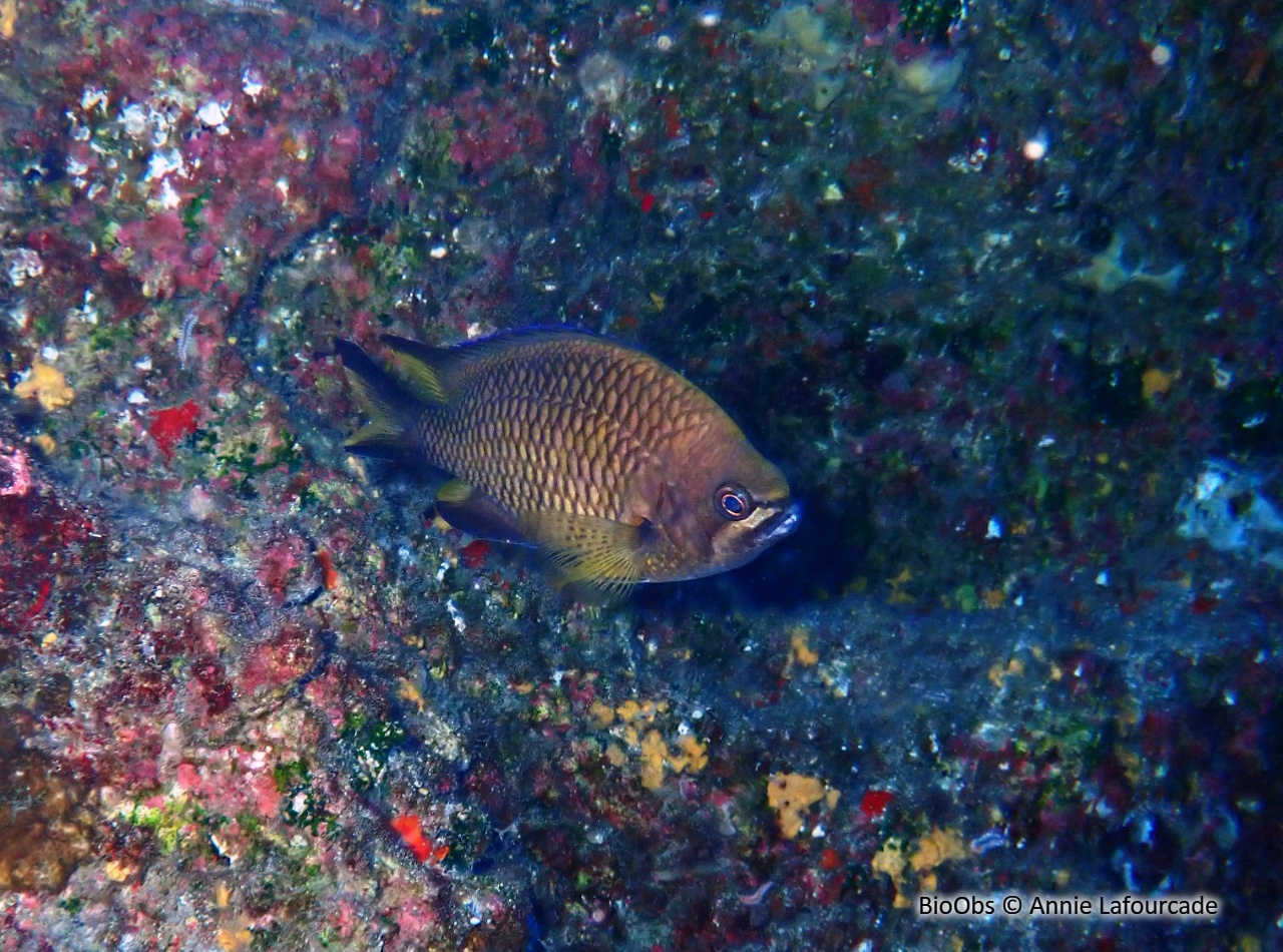 Demoiselle castagnole - Chromis limbata - Annie Lafourcade - BioObs