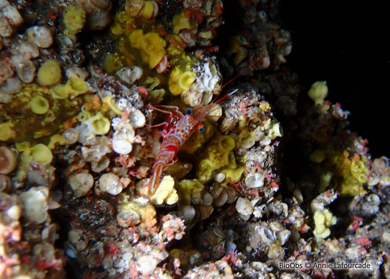 Crevette danseuse rouge Atlantique - Cinetorhynchus rigens - Annie Lafourcade - BioObs