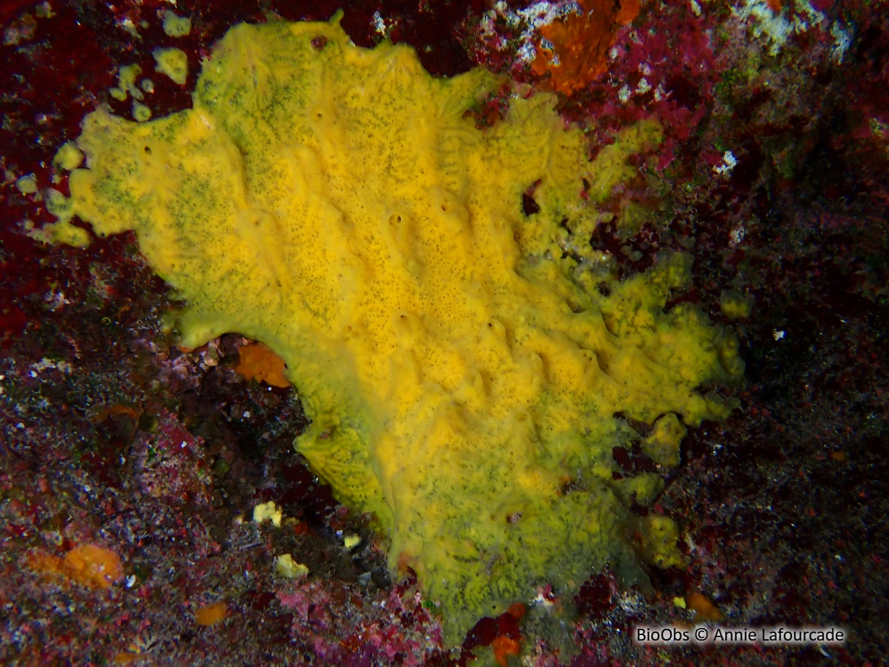 Hexadelle jaune d'or - Hexadella pruvoti - Annie Lafourcade - BioObs