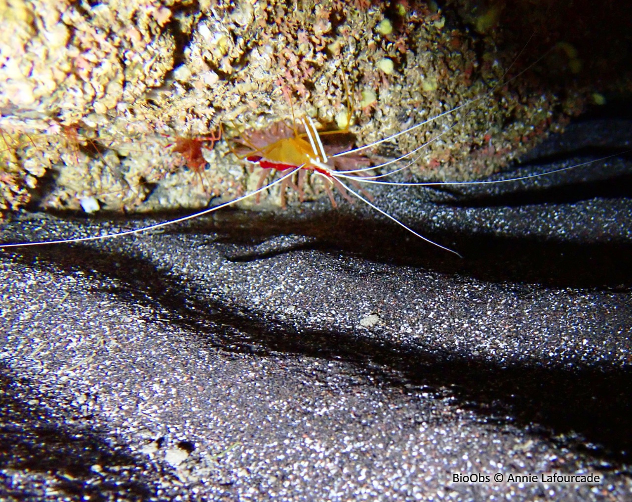 Crevette barbier caraïbes - Lysmata grabhami - Annie Lafourcade - BioObs