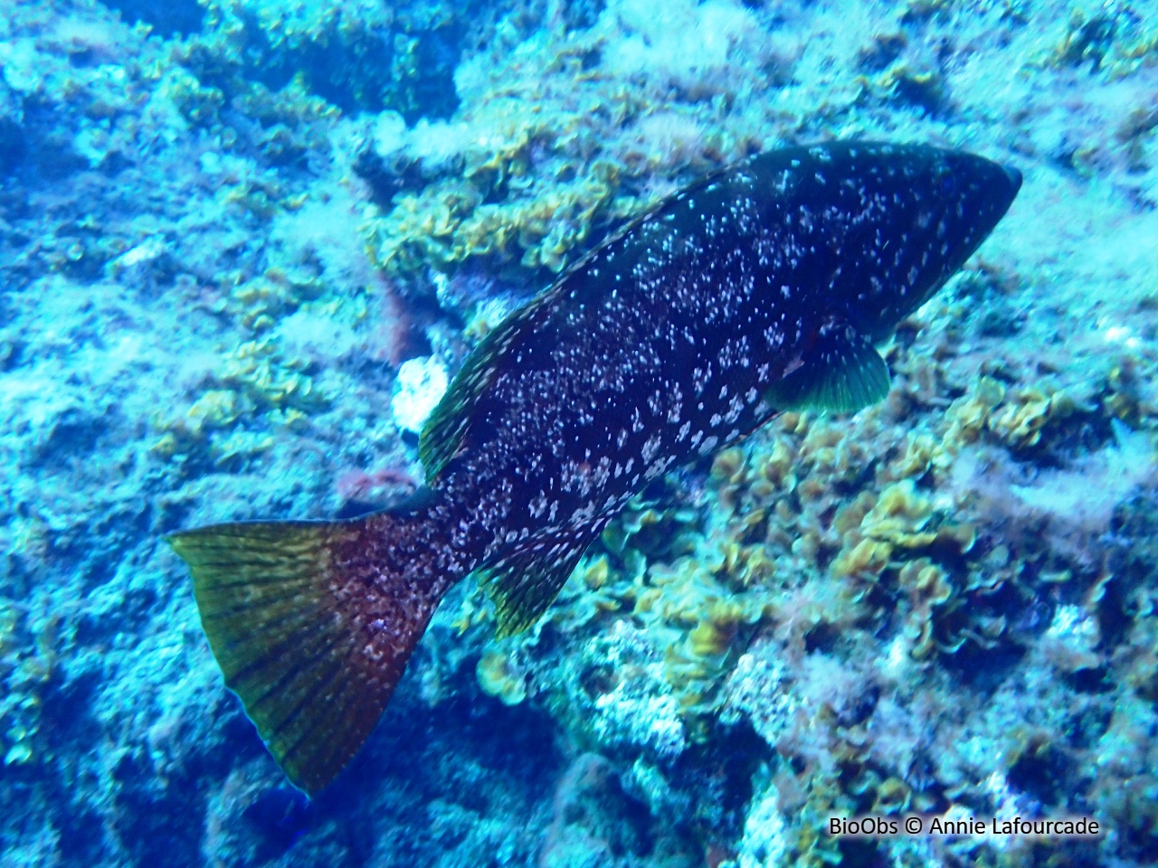 Badèche insulaire - Mycteroperca fusca - Annie Lafourcade - BioObs
