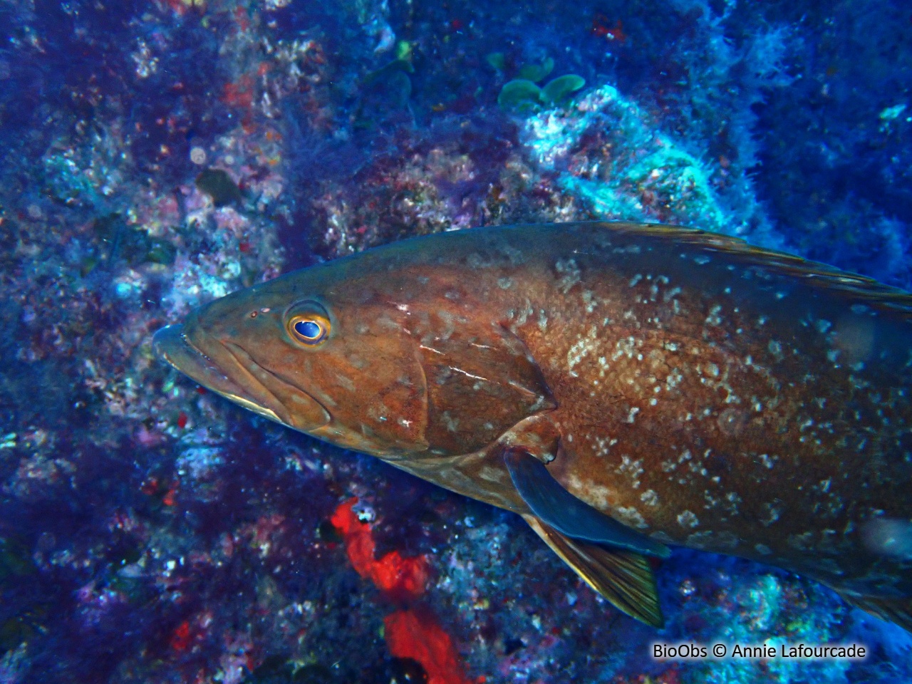 Badèche insulaire - Mycteroperca fusca - Annie Lafourcade - BioObs