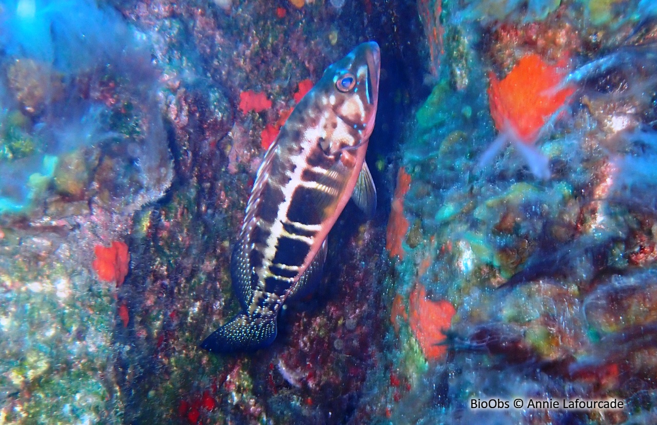 Serran commun queue noire - Serranus atricauda - Annie Lafourcade - BioObs