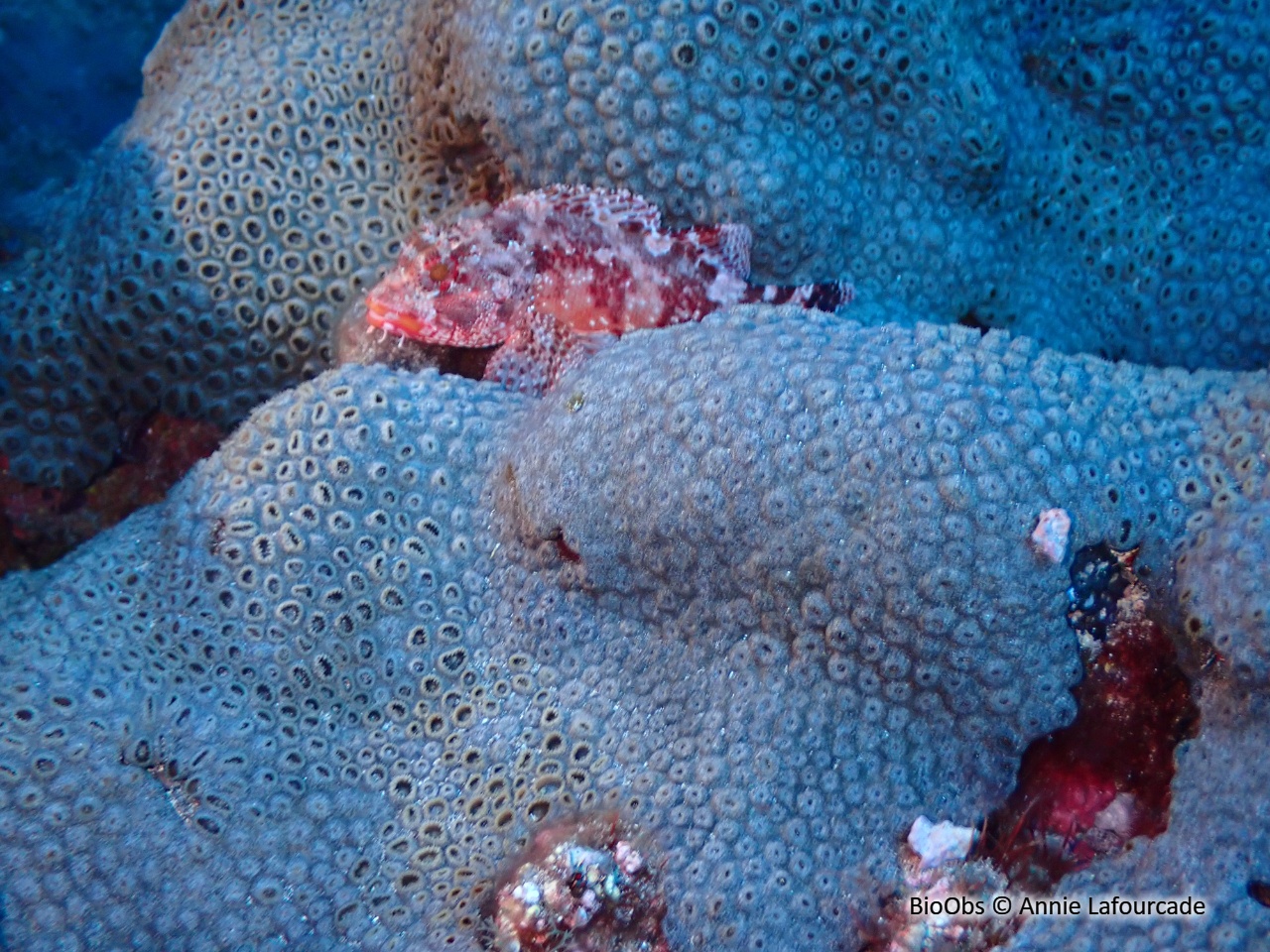 Zoanthaire caraïbes - Palythoa caribaeorum - Annie Lafourcade - BioObs