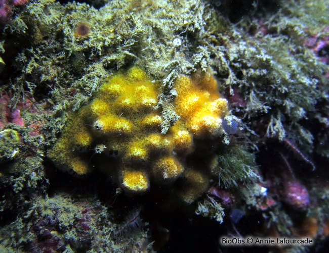 Bryozoaire corne d'élan - Dentiporella sardonica - Annie Lafourcade - BioObs