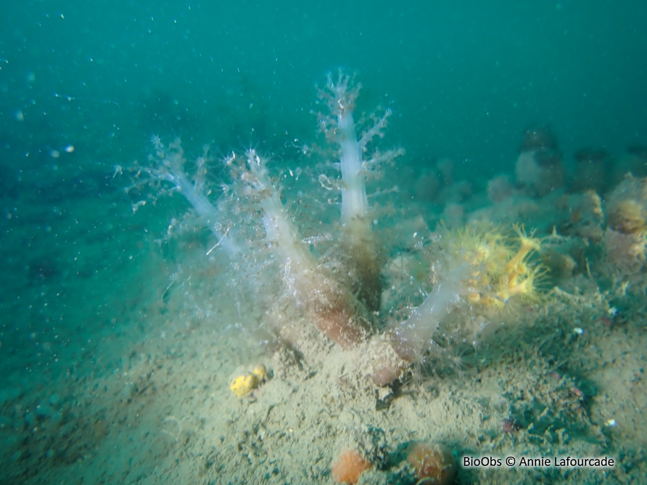 Alcyon translucide - Paralcyonium spinulosum - Annie Lafourcade - BioObs