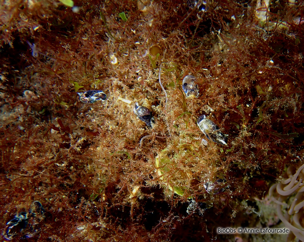 Petite bulle - Haminoea exigua - Annie Lafourcade - BioObs