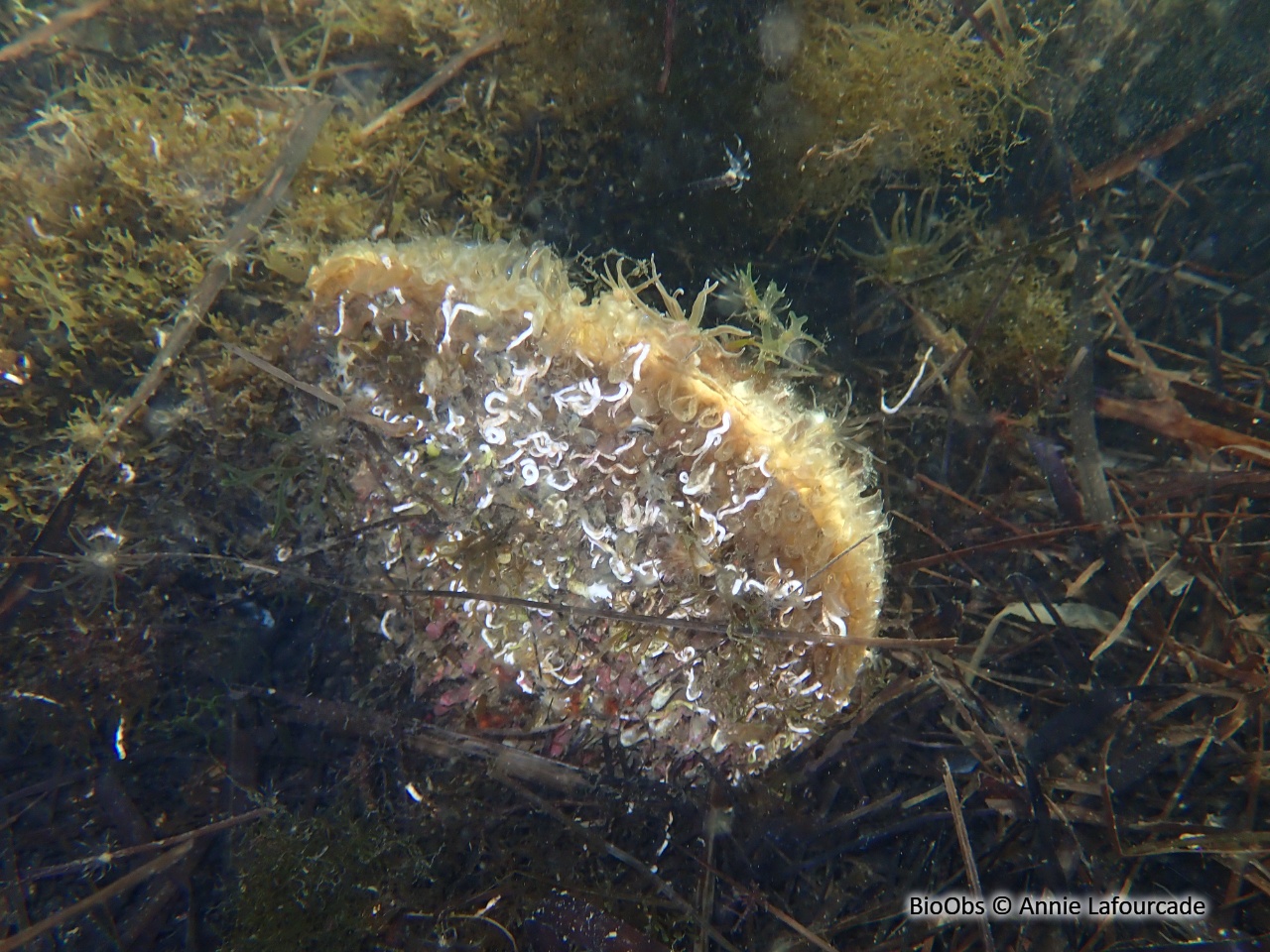 Grande nacre , Pinne noble - Pinna nobilis - Annie Lafourcade - BioObs