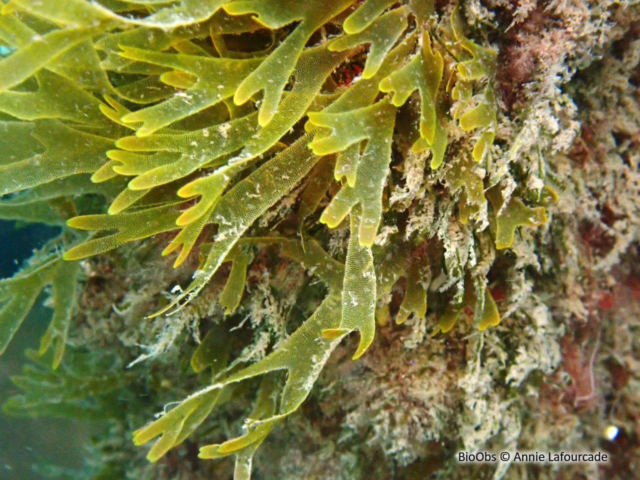 Dictyote rubanée - Dictyota fasciola - Annie Lafourcade - BioObs