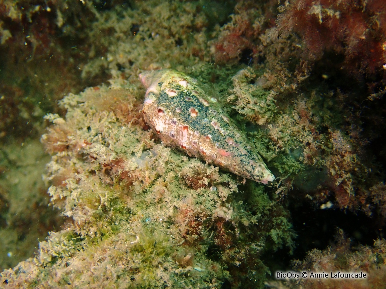 Cérithe goumier - Cerithium vulgatum - Annie Lafourcade - BioObs