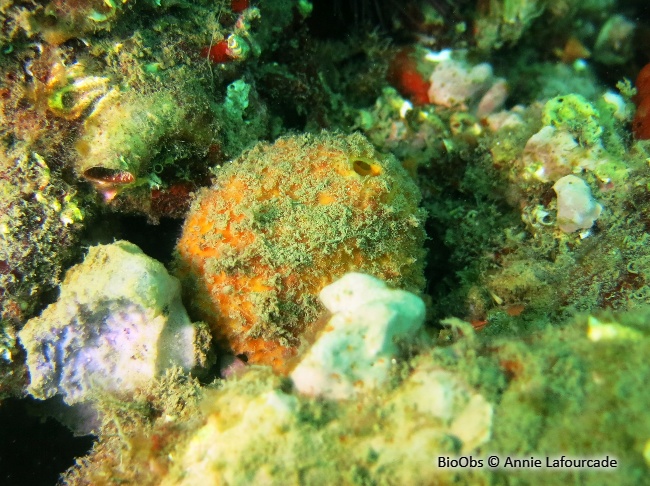 Orange de mer de Méditerranée - Tethya aurantium - Annie Lafourcade - BioObs