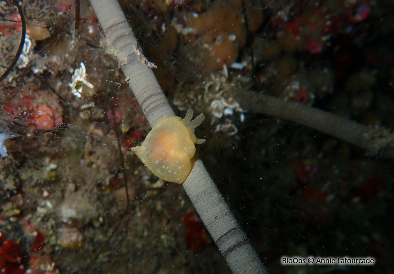 Berthelle perforée - Berthella perforata - Annie Lafourcade - BioObs