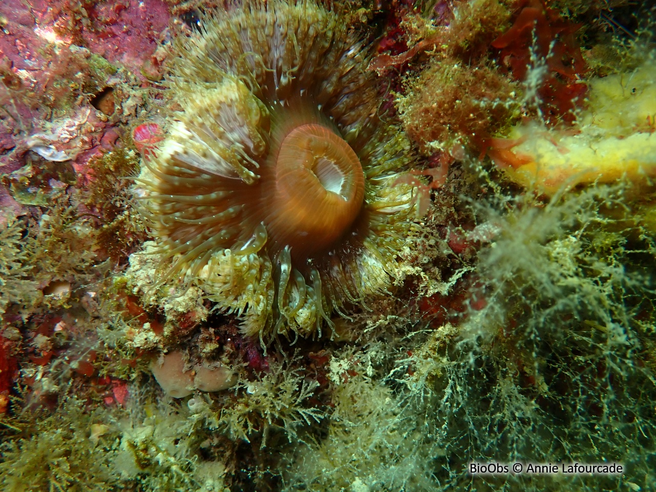 Anémone solaire - Cereus pedunculatus - Annie Lafourcade - BioObs