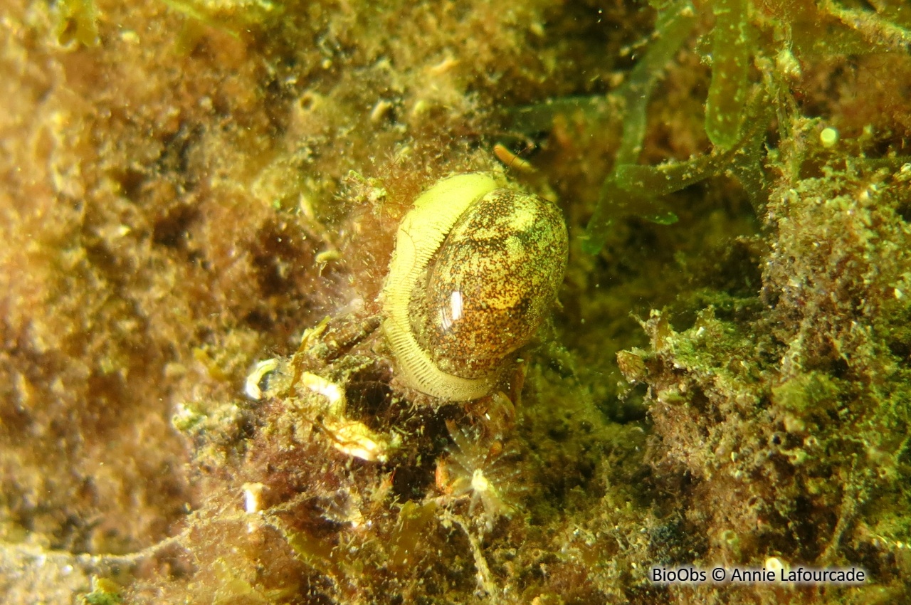 Haminoé à bulle couleur d'eau - Haminoea hydatis - Annie Lafourcade - BioObs