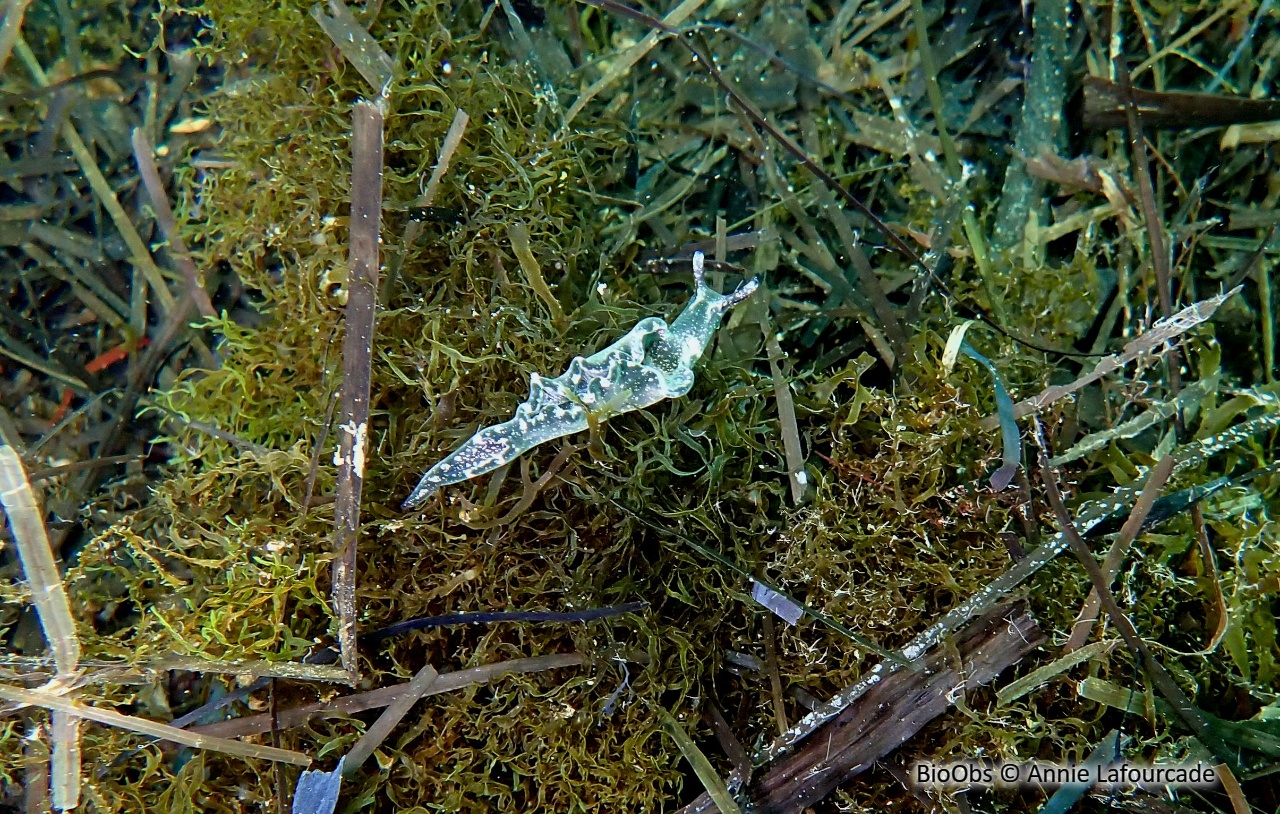 Elysie verte - Elysia viridis - Annie Lafourcade - BioObs