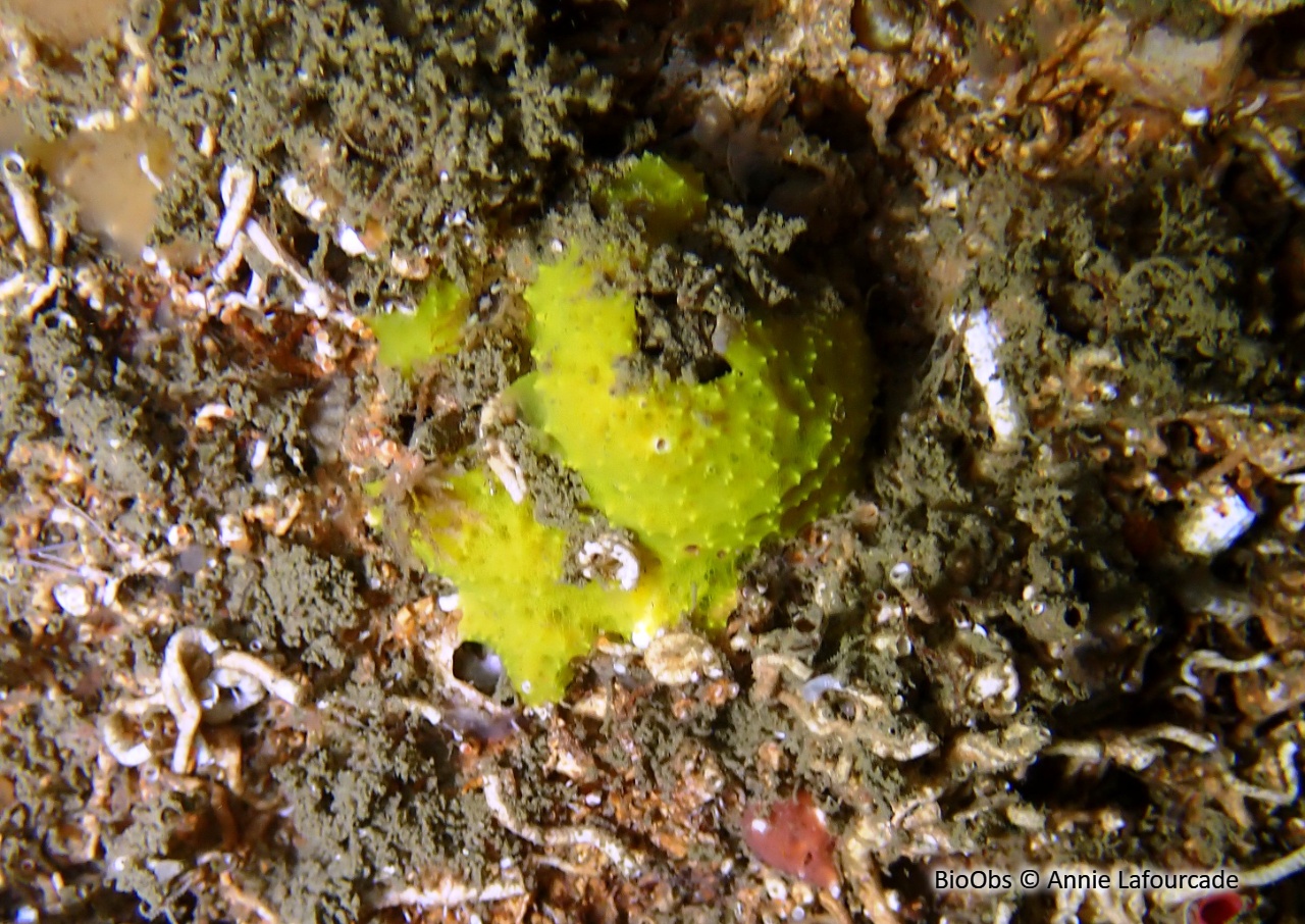 Aplysille jaune soufre - Aplysilla sulfurea - Annie Lafourcade - BioObs