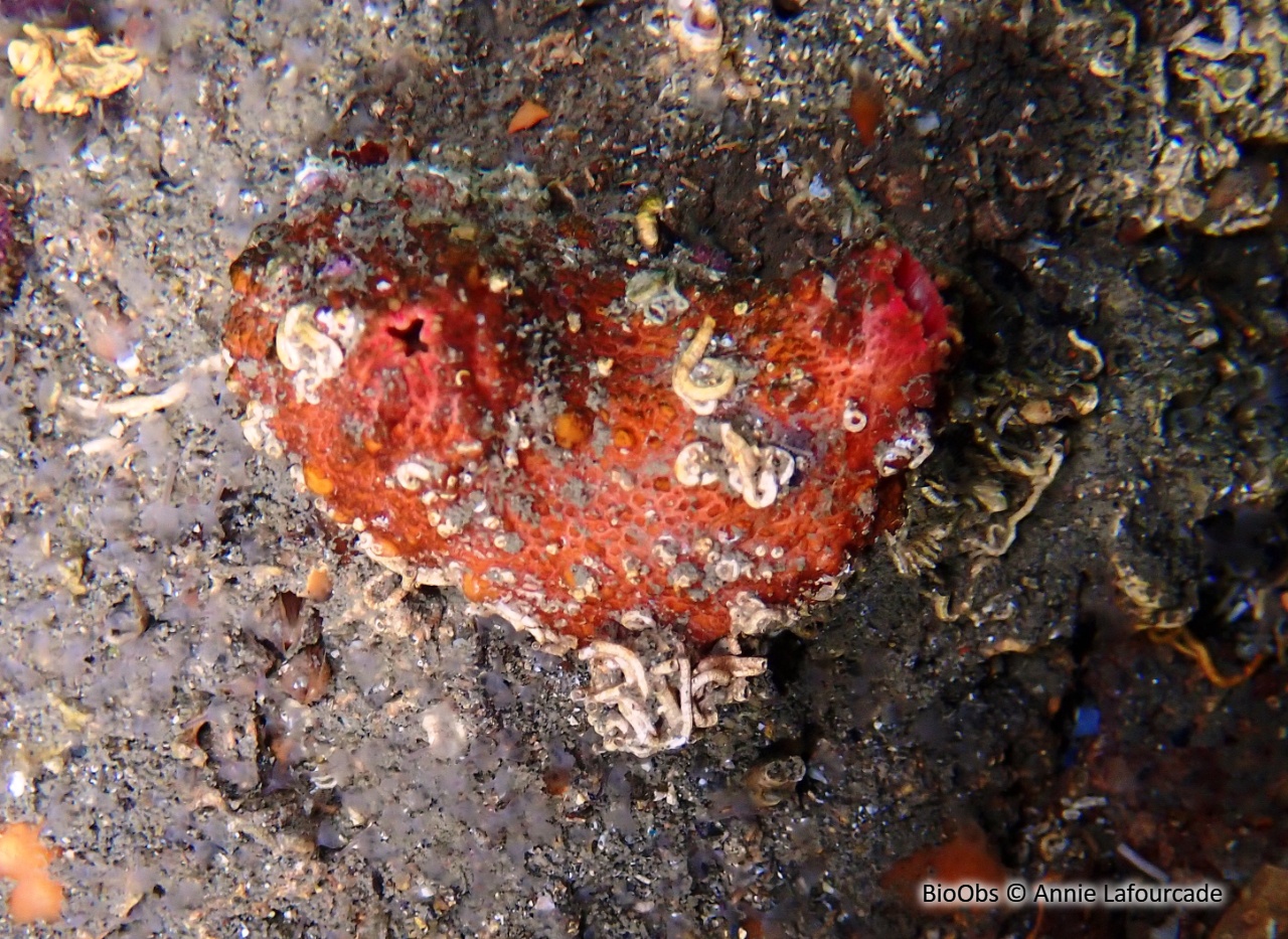 Violet de roche - Microcosmus polymorphus - Annie Lafourcade - BioObs