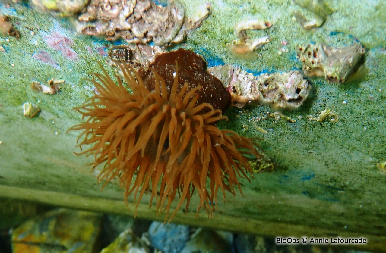 Tomate de mer de Méditerranée - Actinia mediterranea - Annie Lafourcade - BioObs