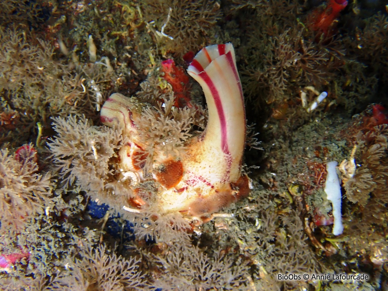 Violet - Microcosmus sabatieri - Annie Lafourcade - BioObs