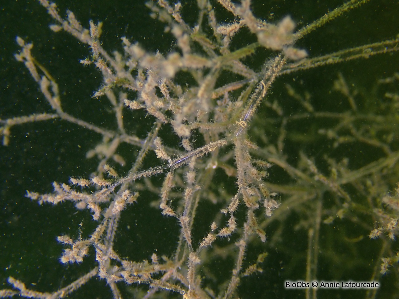 Bryozoaire spaghetti - Amathia verticillata - Annie Lafourcade - BioObs