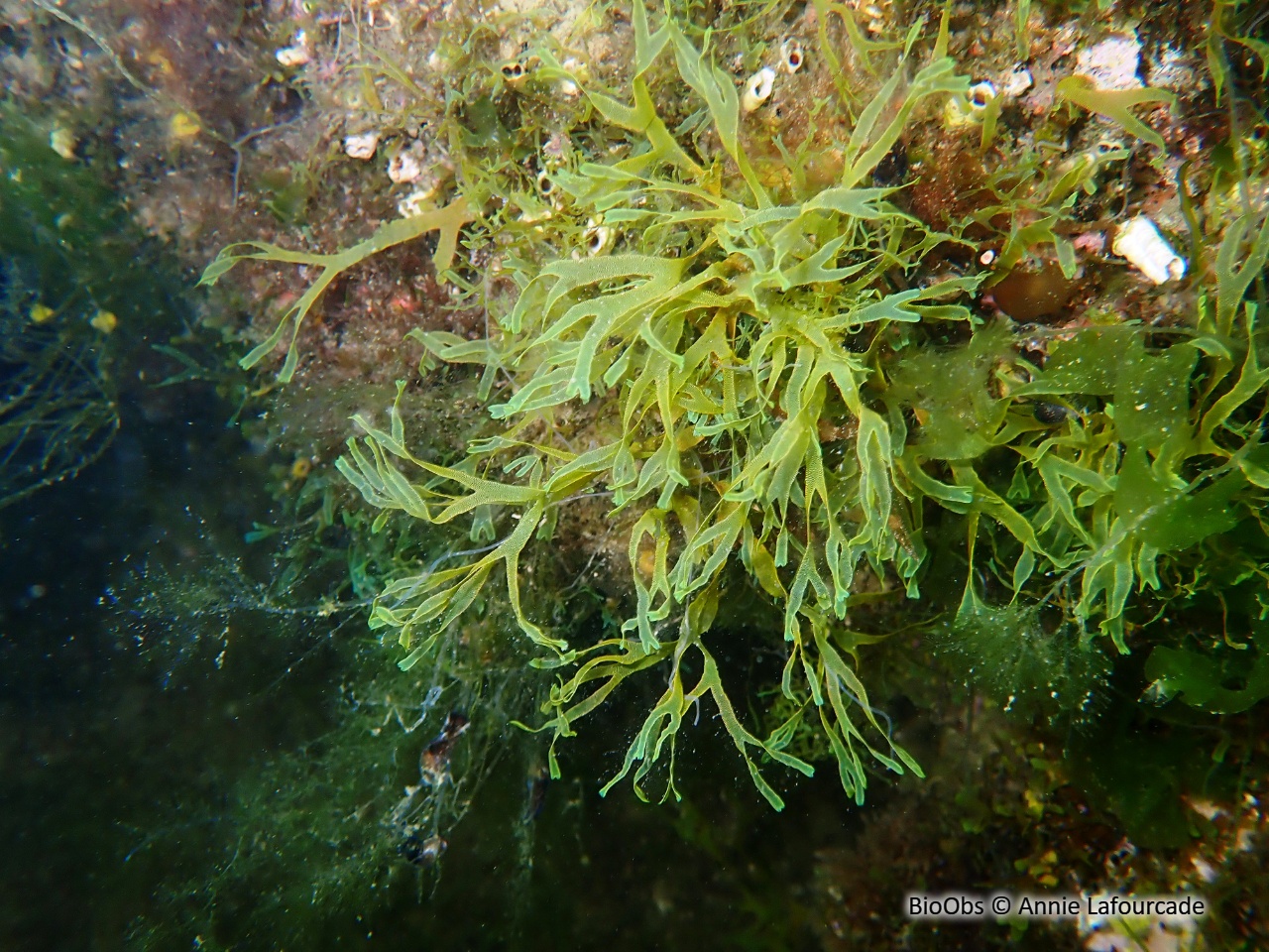 Dictyote - Dictyota dichotoma - Annie Lafourcade - BioObs